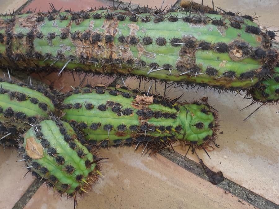 Cactus organo 28