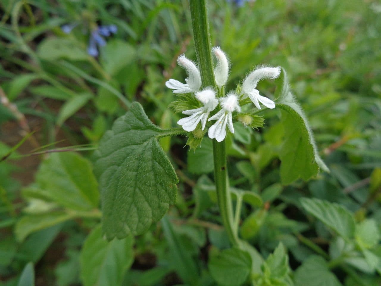 Leucas glabrata 19