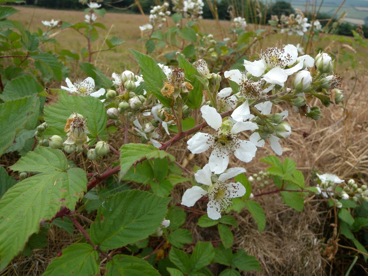 Pyramiden-Brombeere 6
