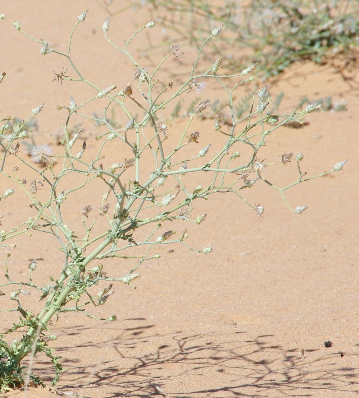 Launea mucronata 22
