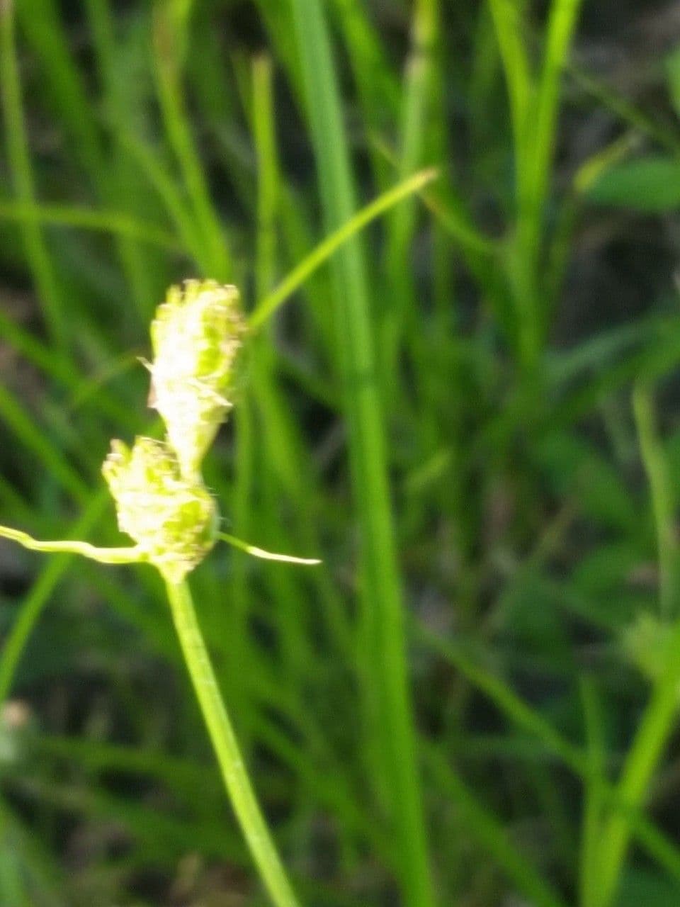 Carice tetrastachya