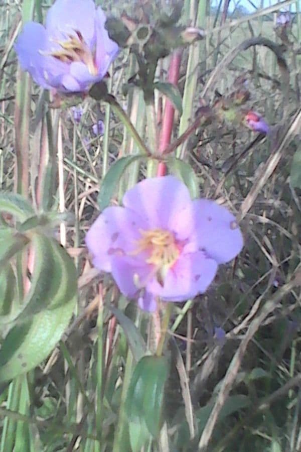 Rosettea 5