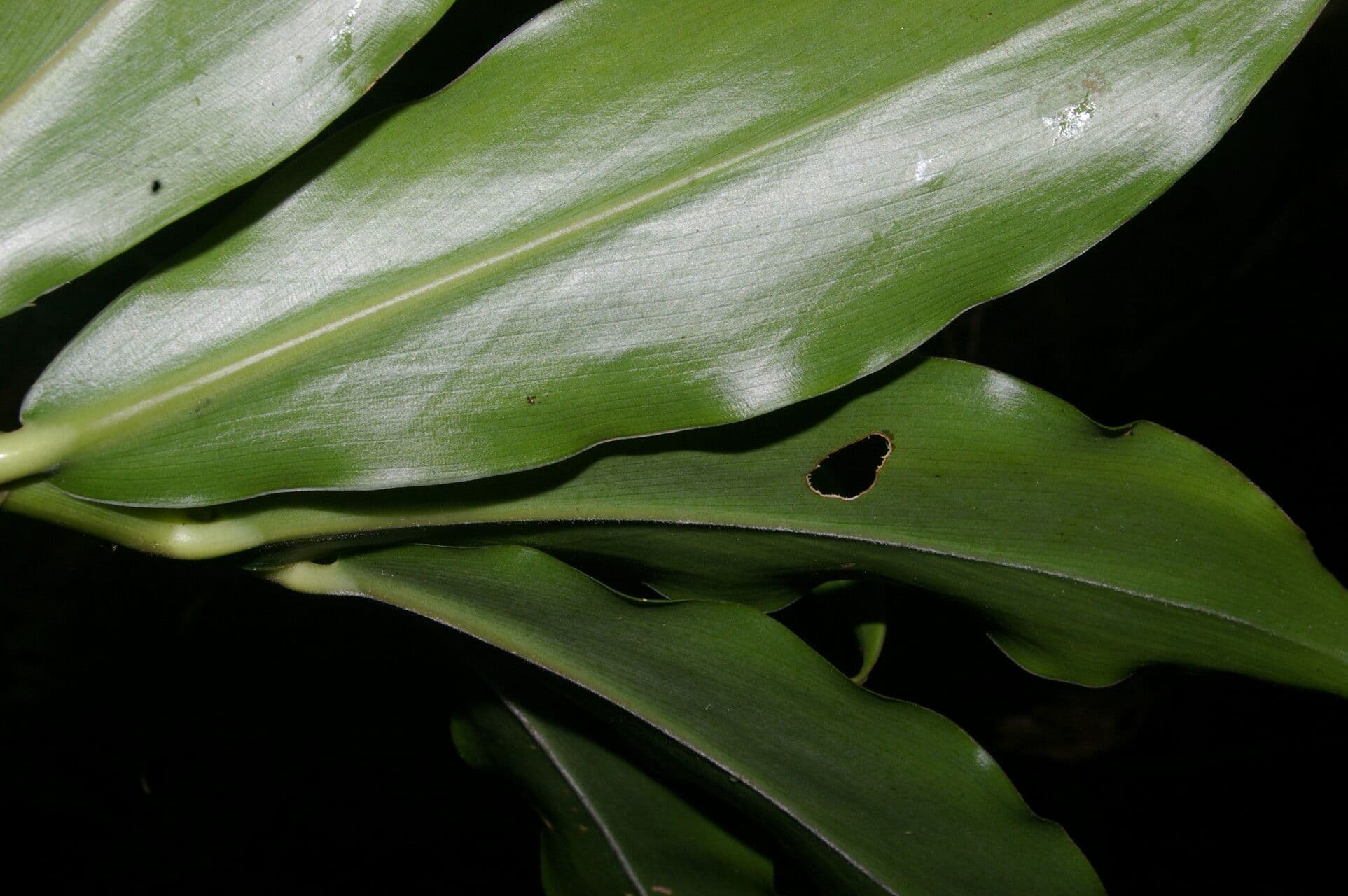 Costus 11