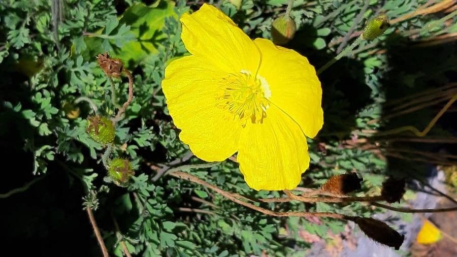 Alpen-Mohn 21