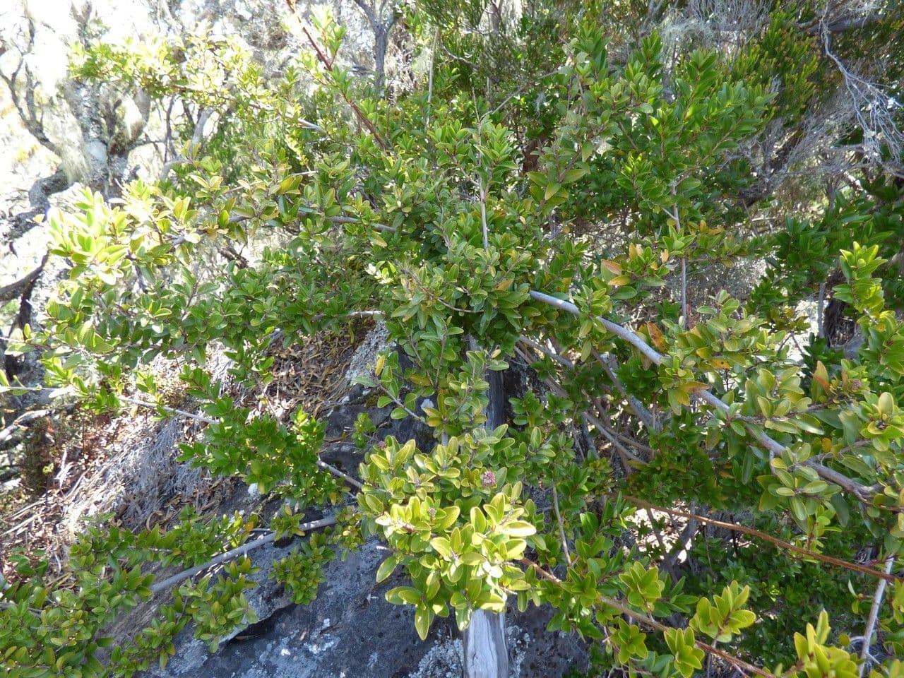 Embelia 12