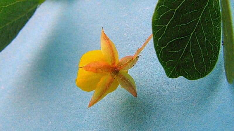 Chamaecrista rotundifolia 5