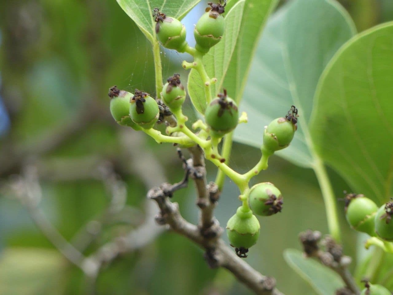 Cordia myxa 5