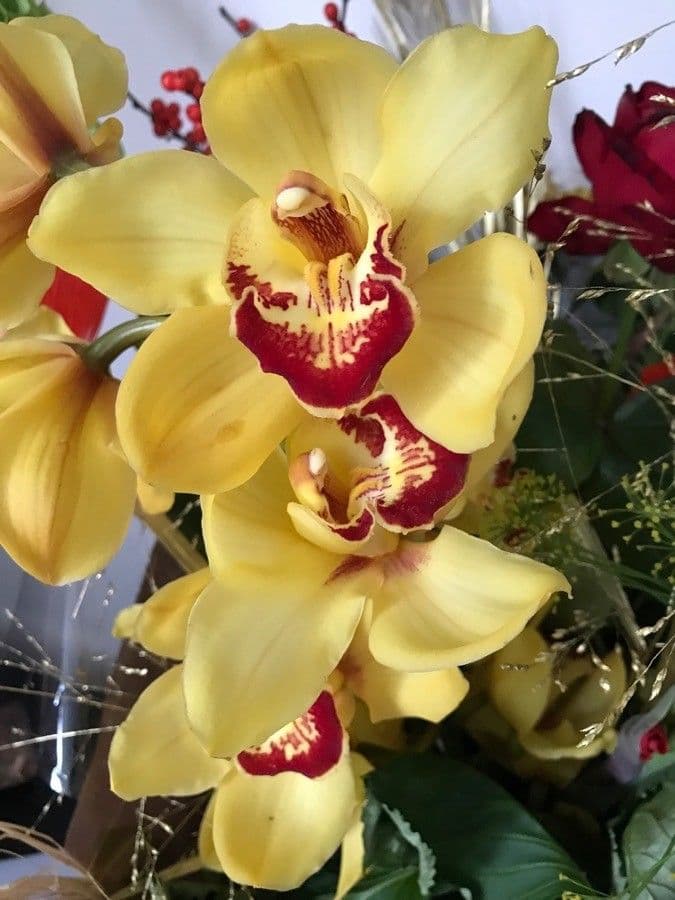 Dendrobium 3
