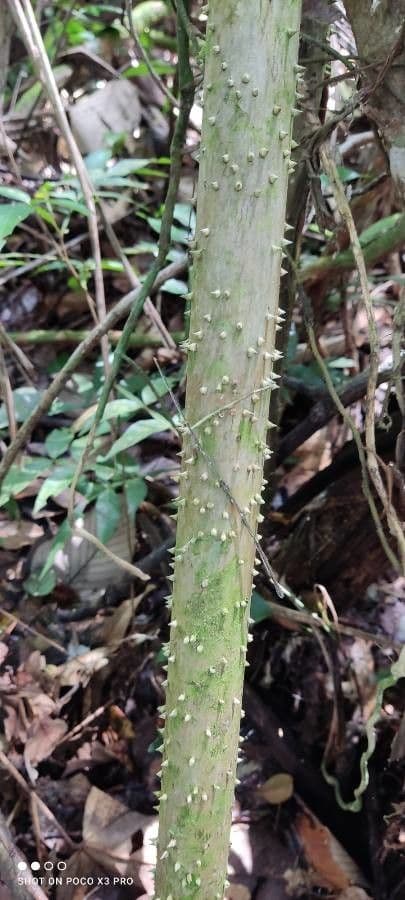 Sokratea naga 18