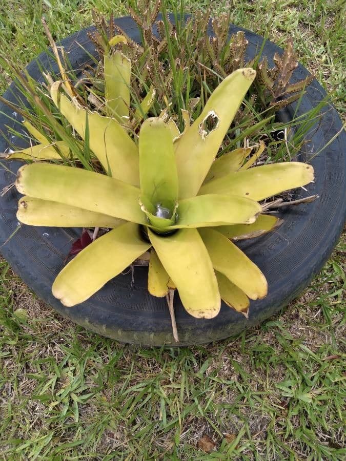Aechmea 13
