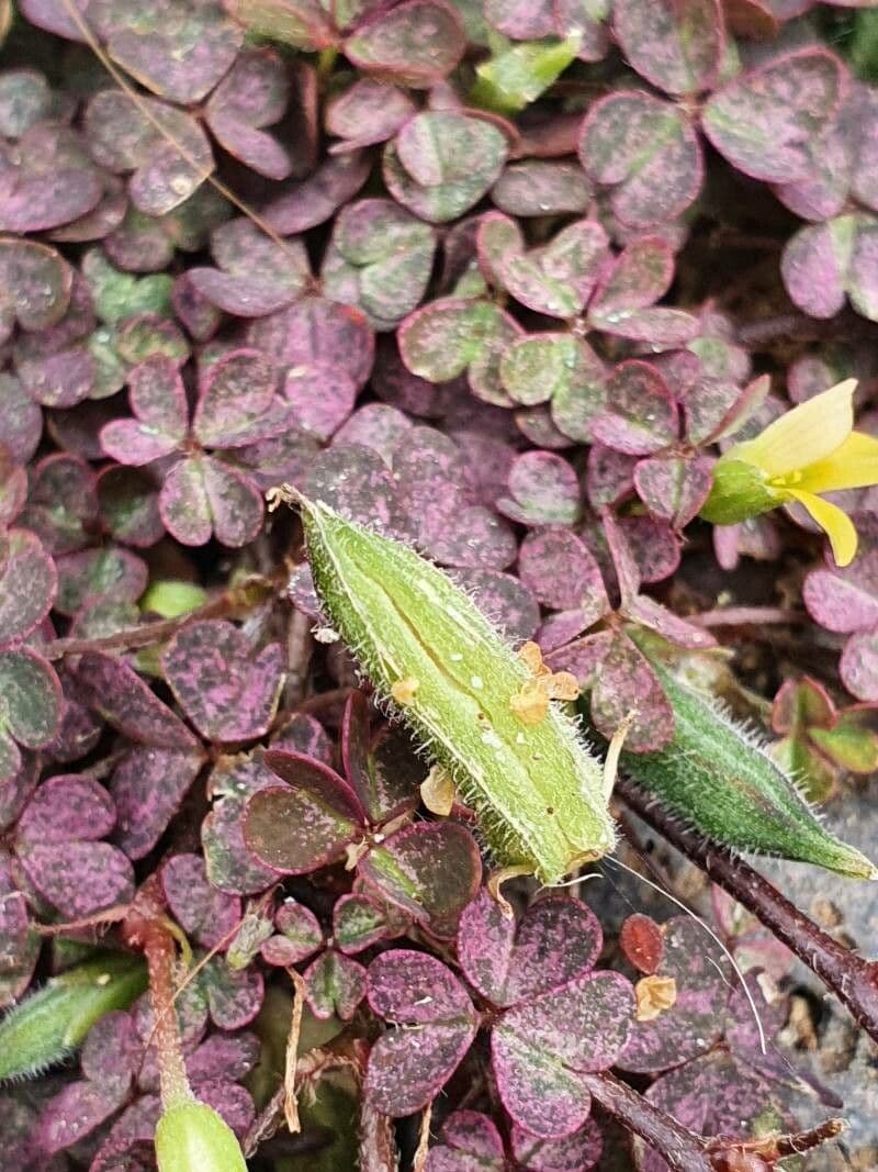 Oxalis pourpre