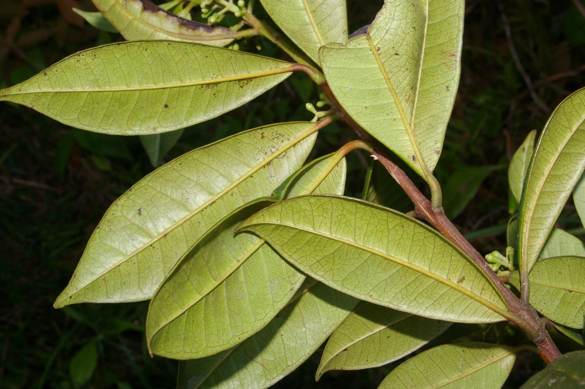 Allspice 3