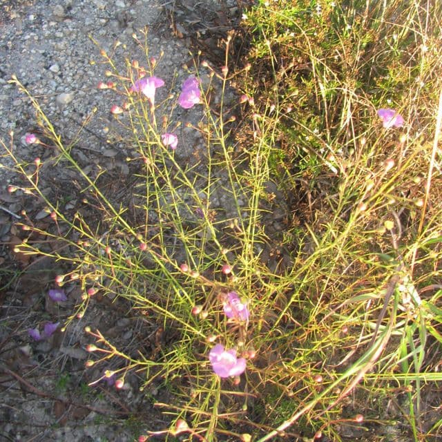 Agalinis 8