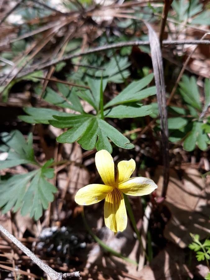 Viola di Shelton 2