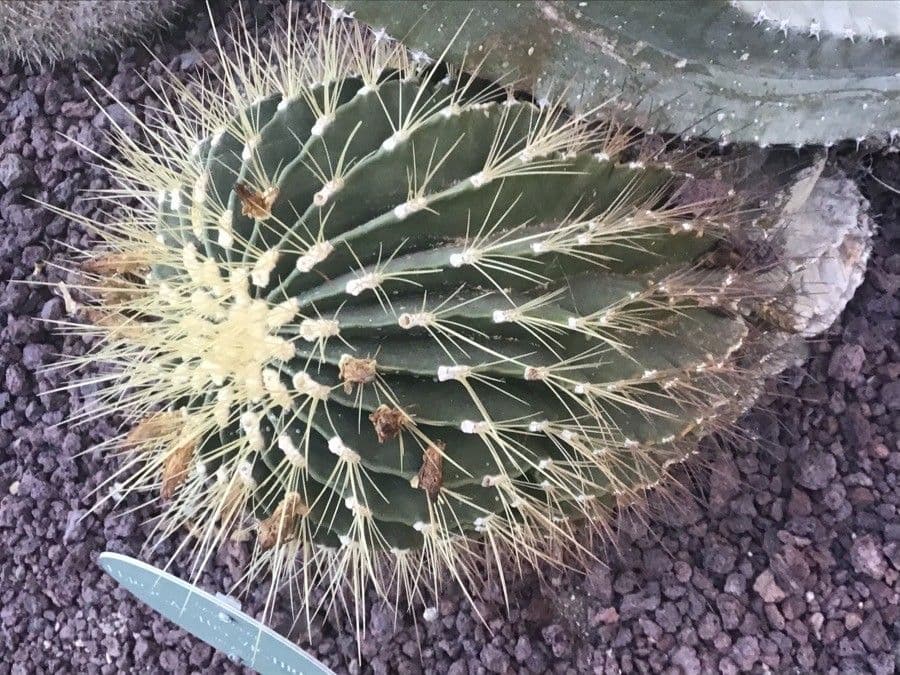 Ferocactus