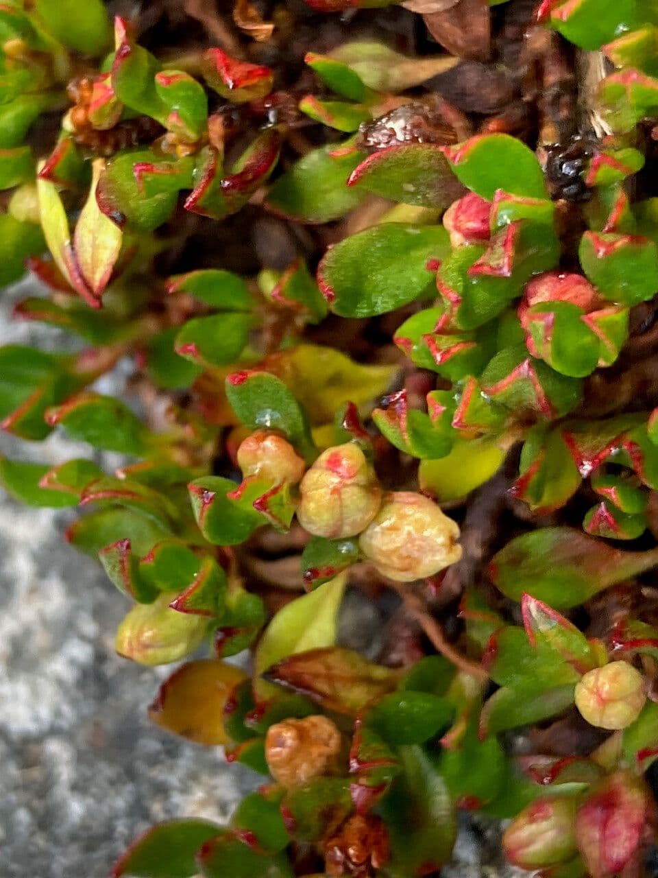 Muehlenbeckia