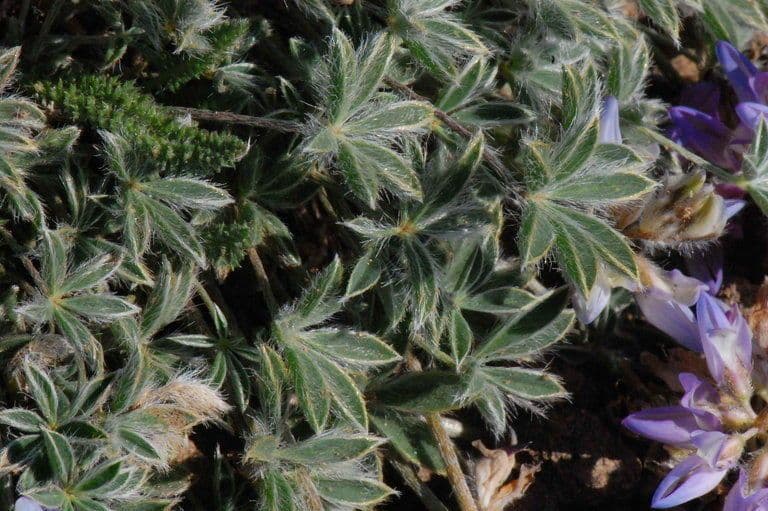 Donner See Lupine 10