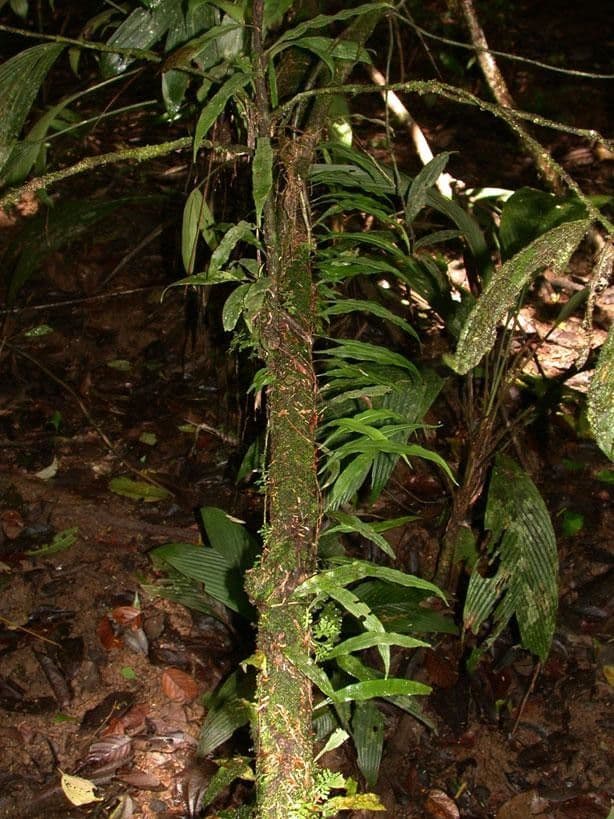 Elaphoglossum 2