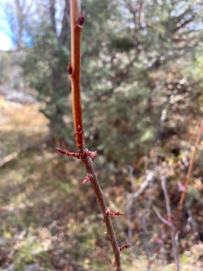 Ribes aureo 30