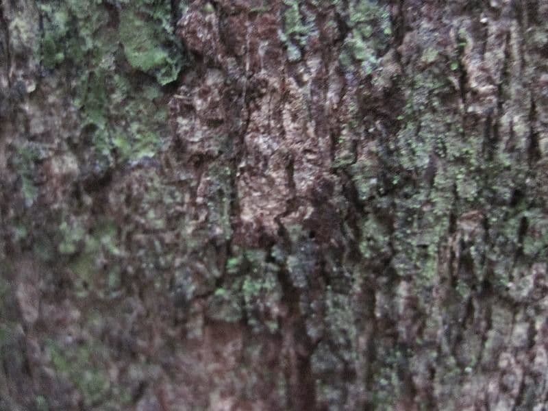 Andira 6
