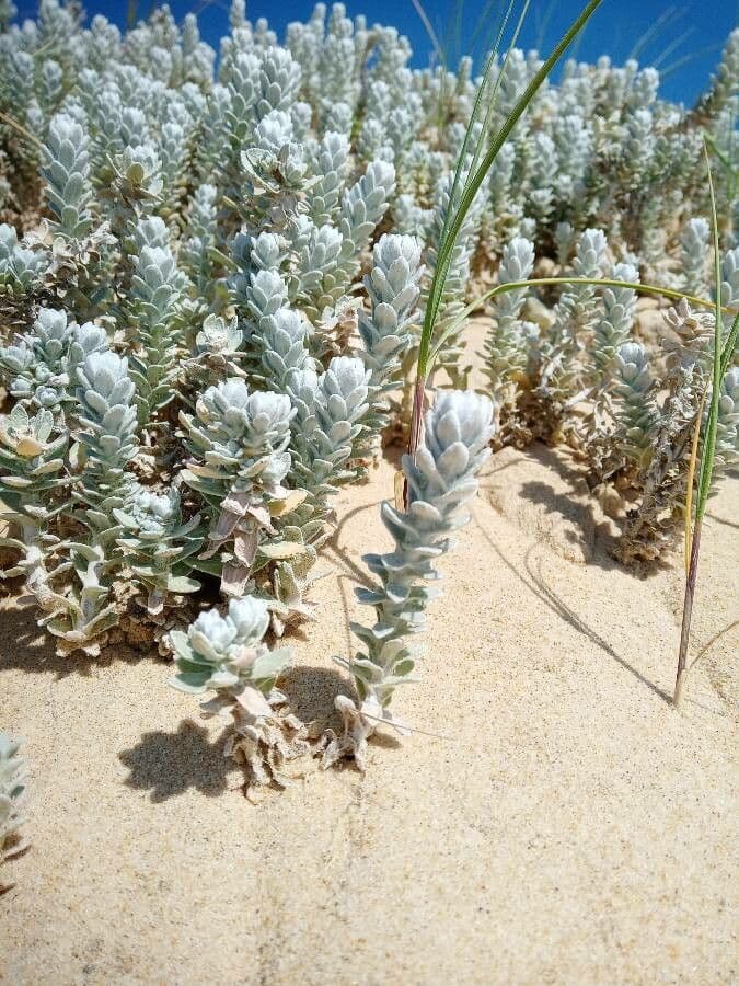 Achillea marittima 14