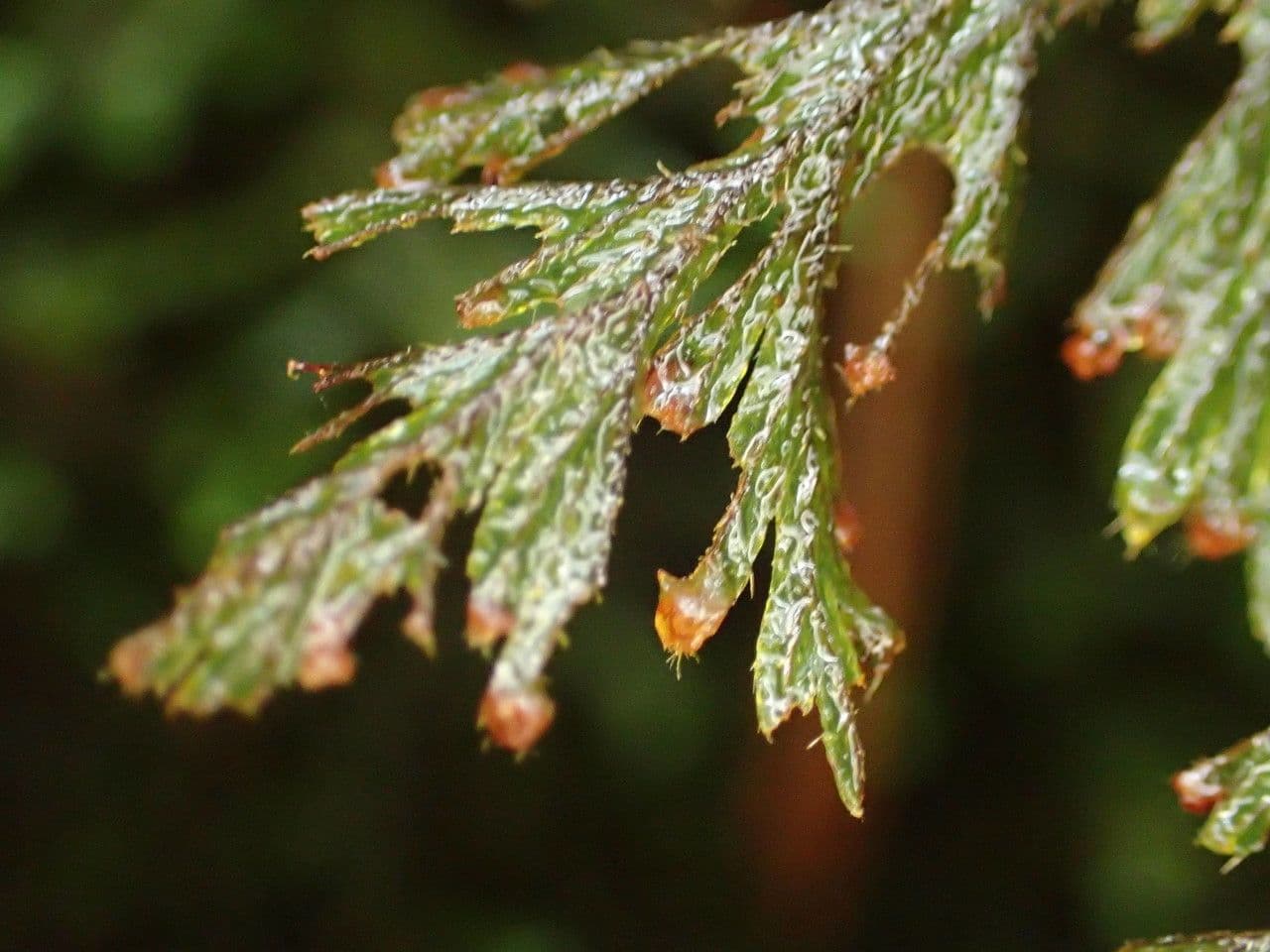 Hymenophyllum 7