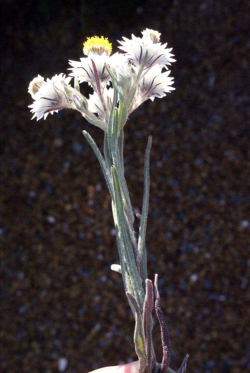 Waitzia profumata 8