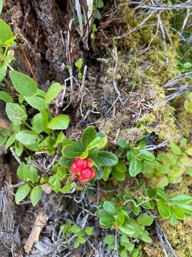 Borówka brusznica 17