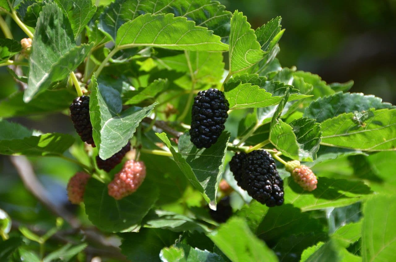 Moro nero 10