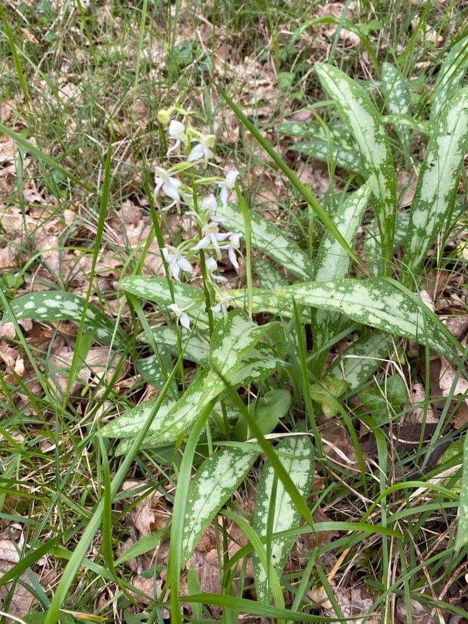 Zweiblättrige Waldhyazinthe 12