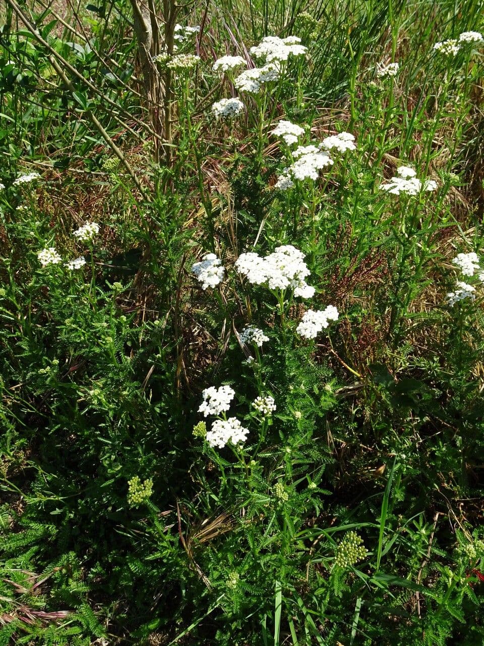 Achillée millefeuille 13