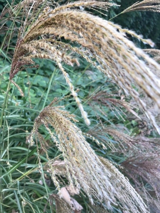 Chloris verticillée 3