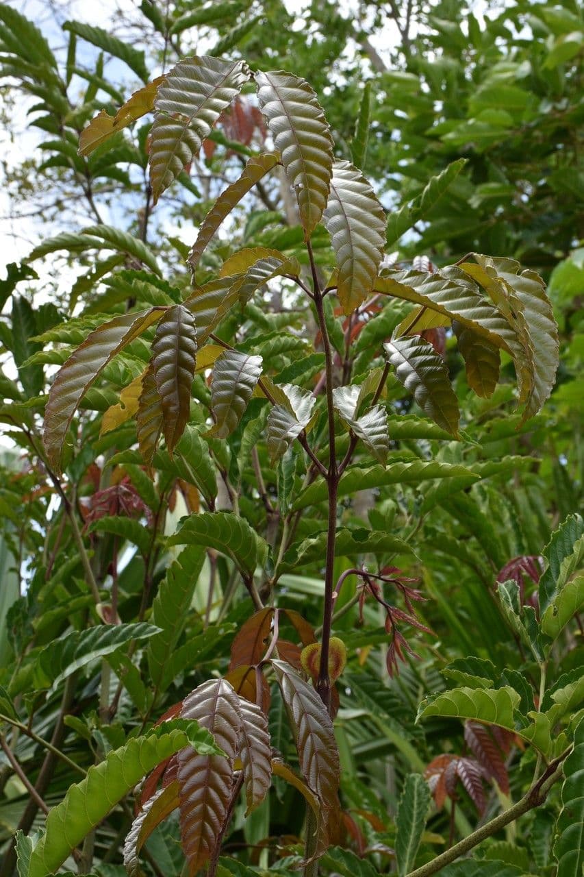Leea guineense 11