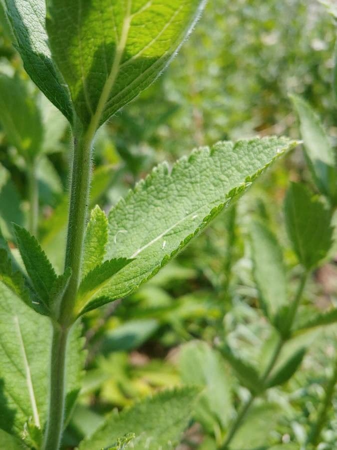 Verbena estricta 21