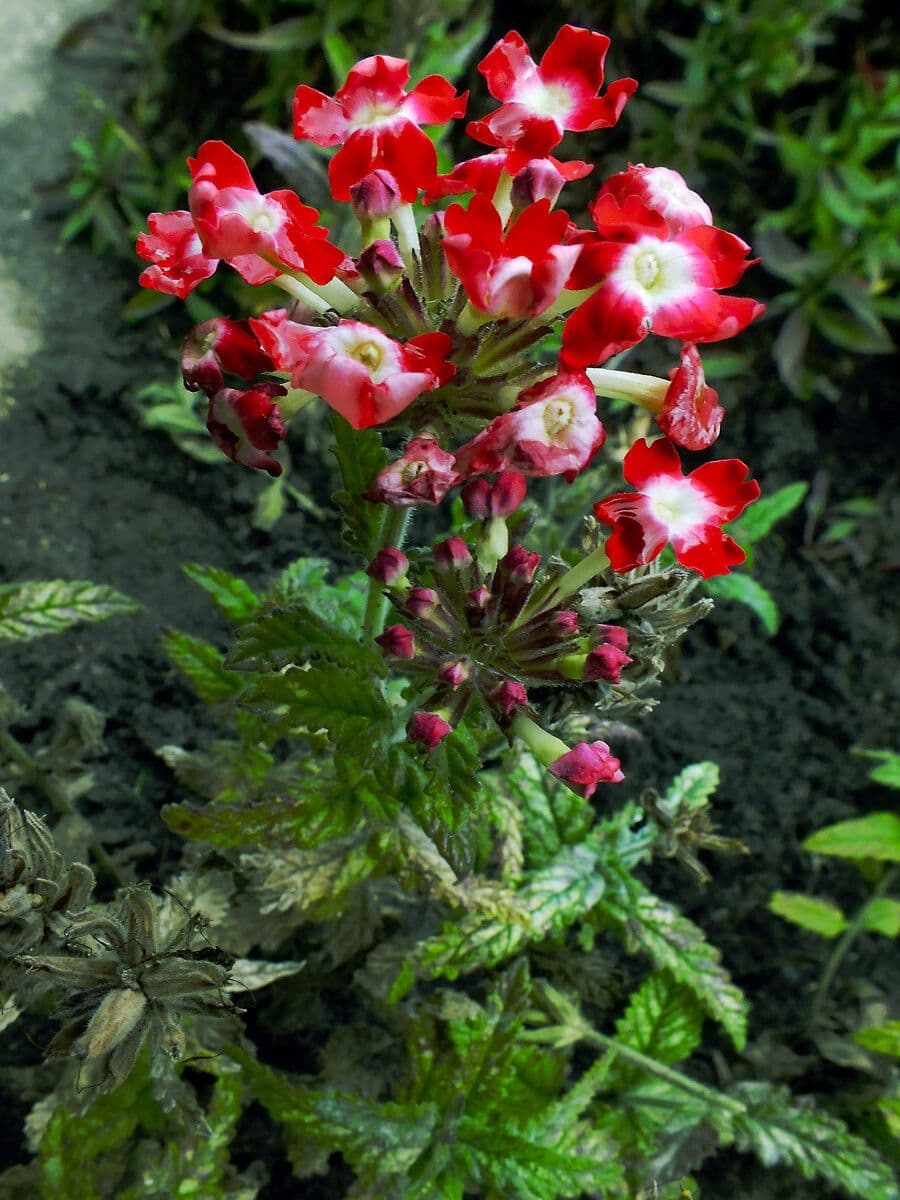 Verbena ibrida 7
