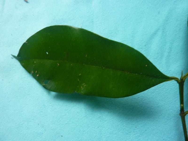 Moronobea 5