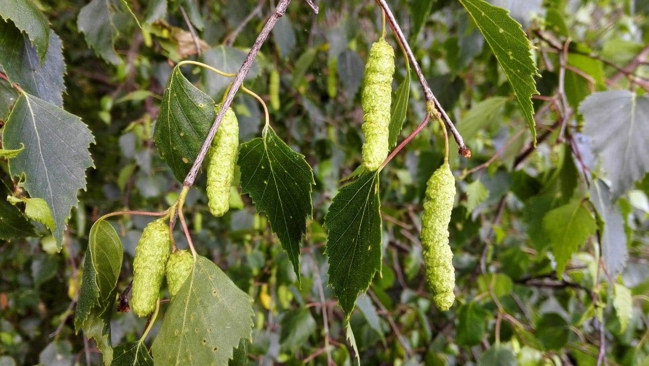 Betulla bianca 6
