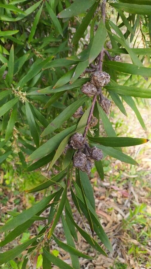 Weidenblättrige Hakea 15