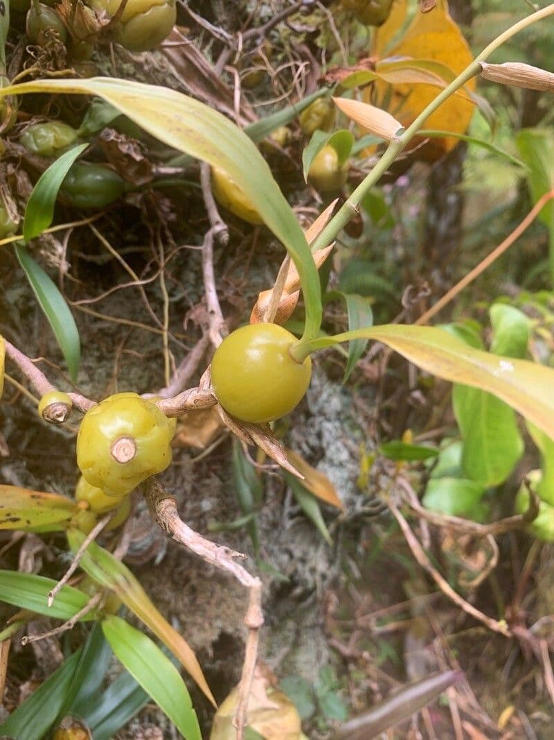 Bulbophyllum 2