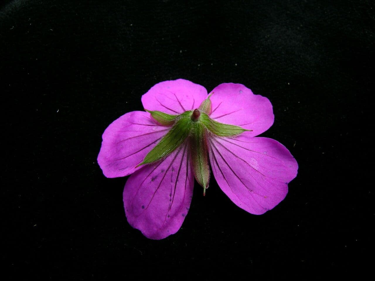 Geránium 3
