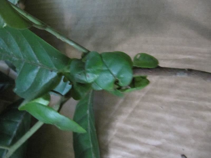 Trichilia 15