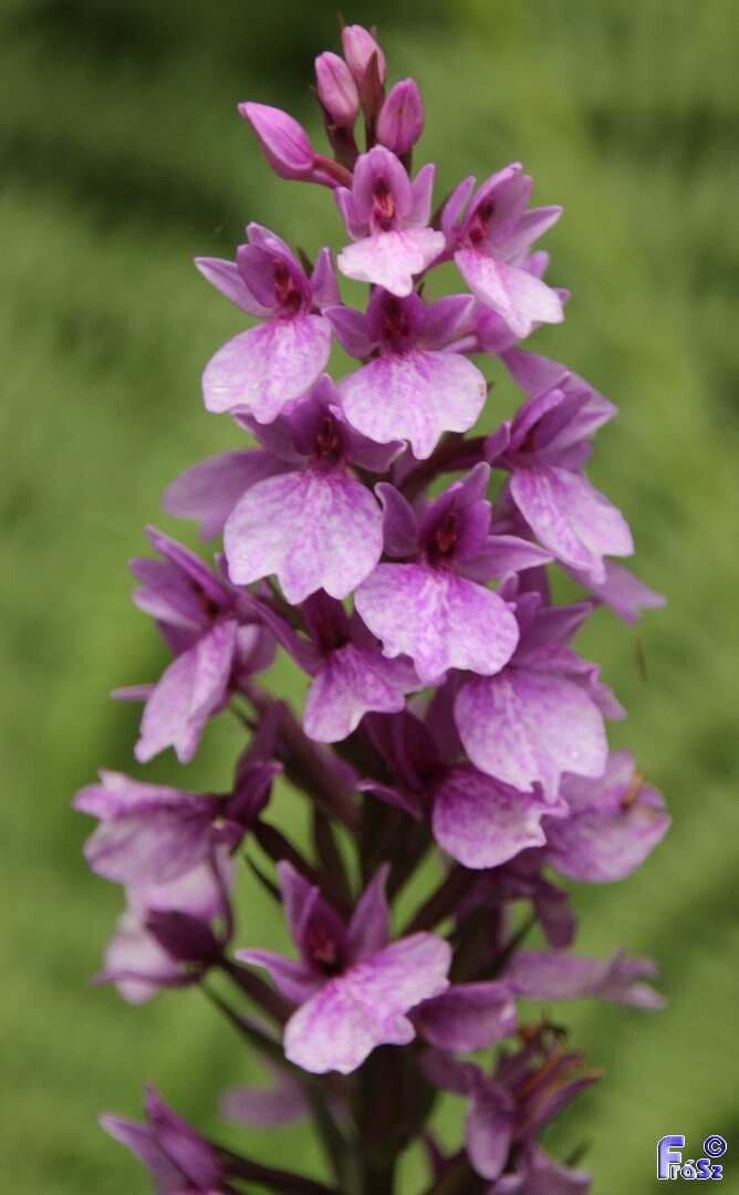 Storczyk 2
