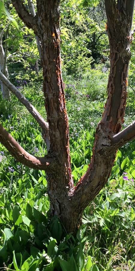 Érable à trois fleurs 16