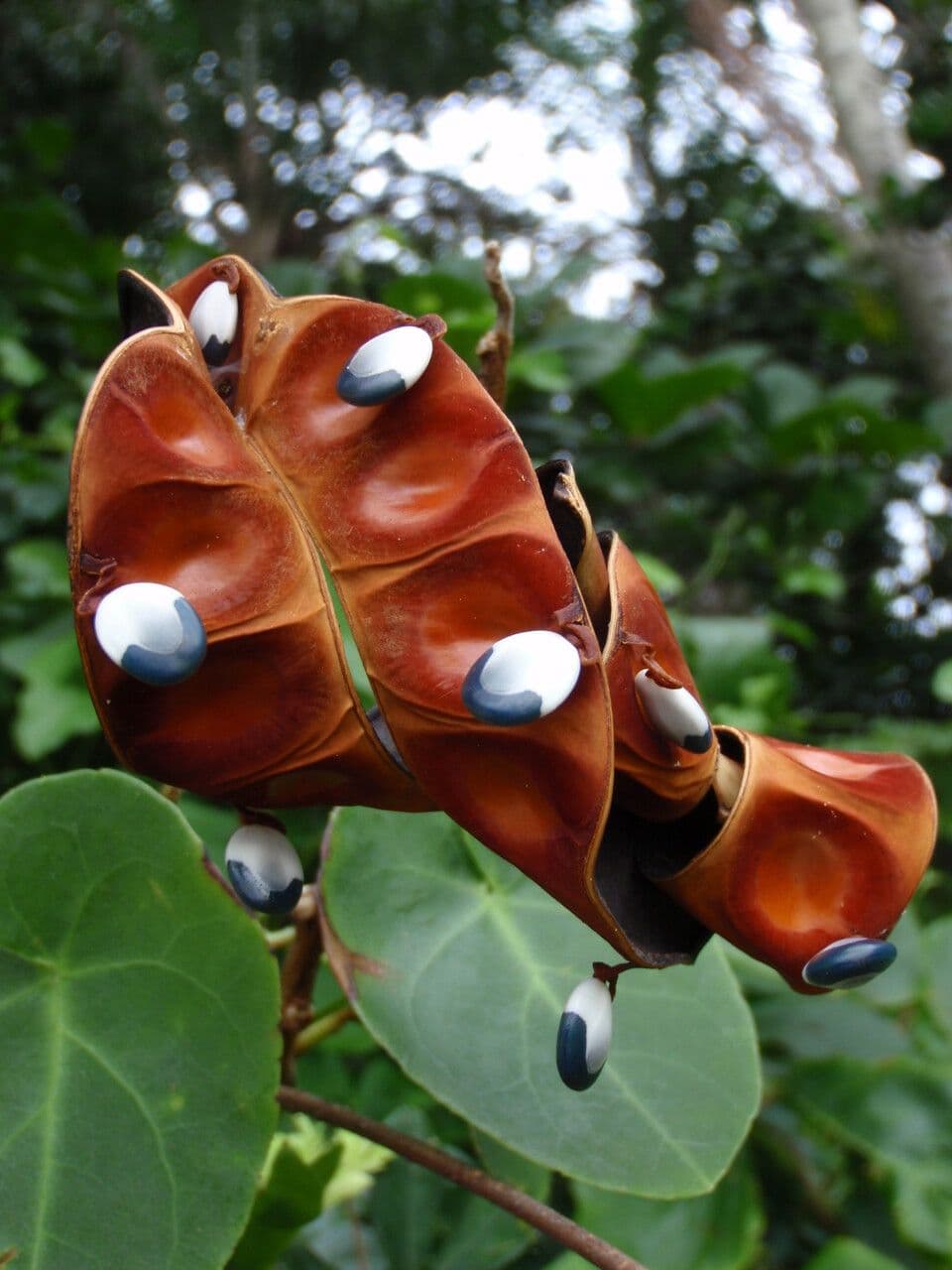 Jupunba 4