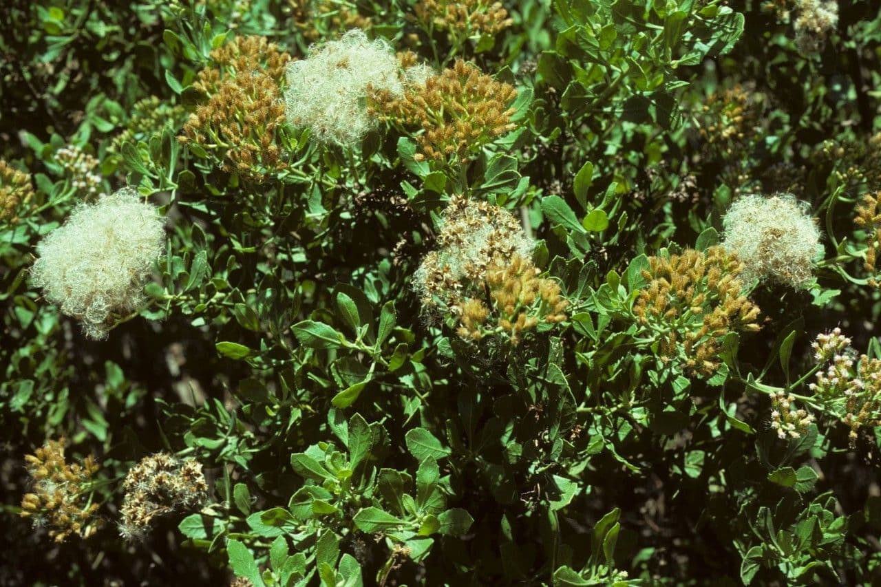 Pluchea indica 10