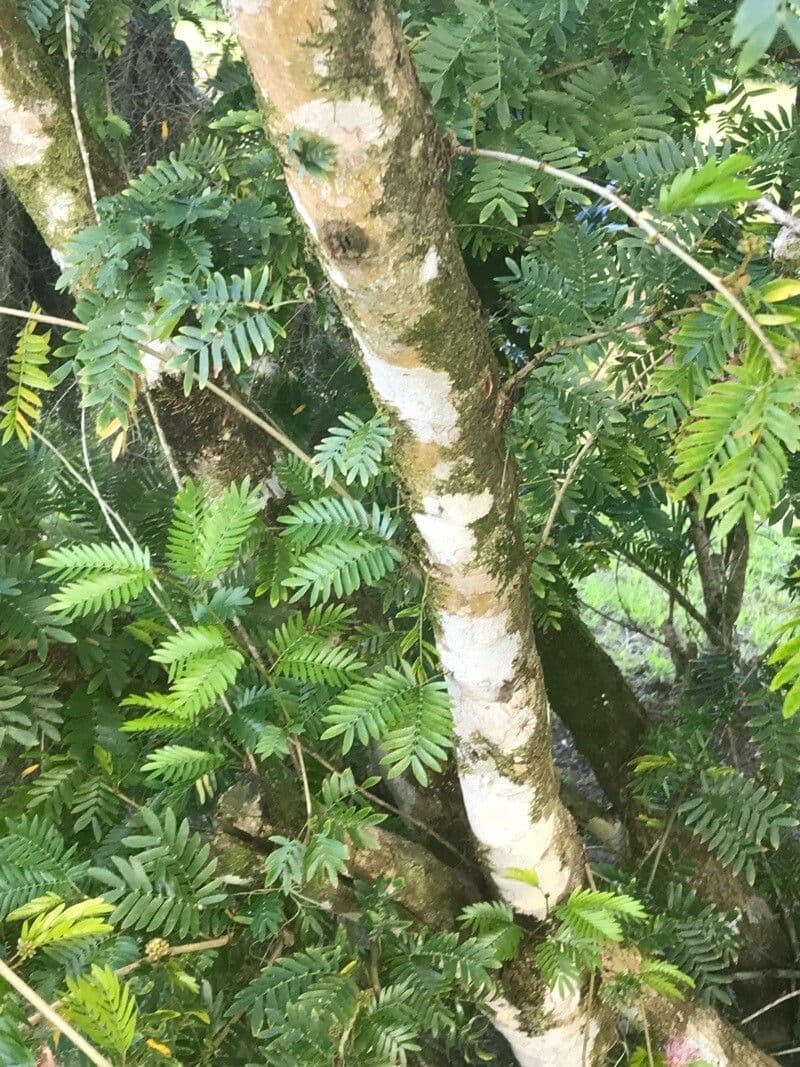 Calliandra del Suriname 24