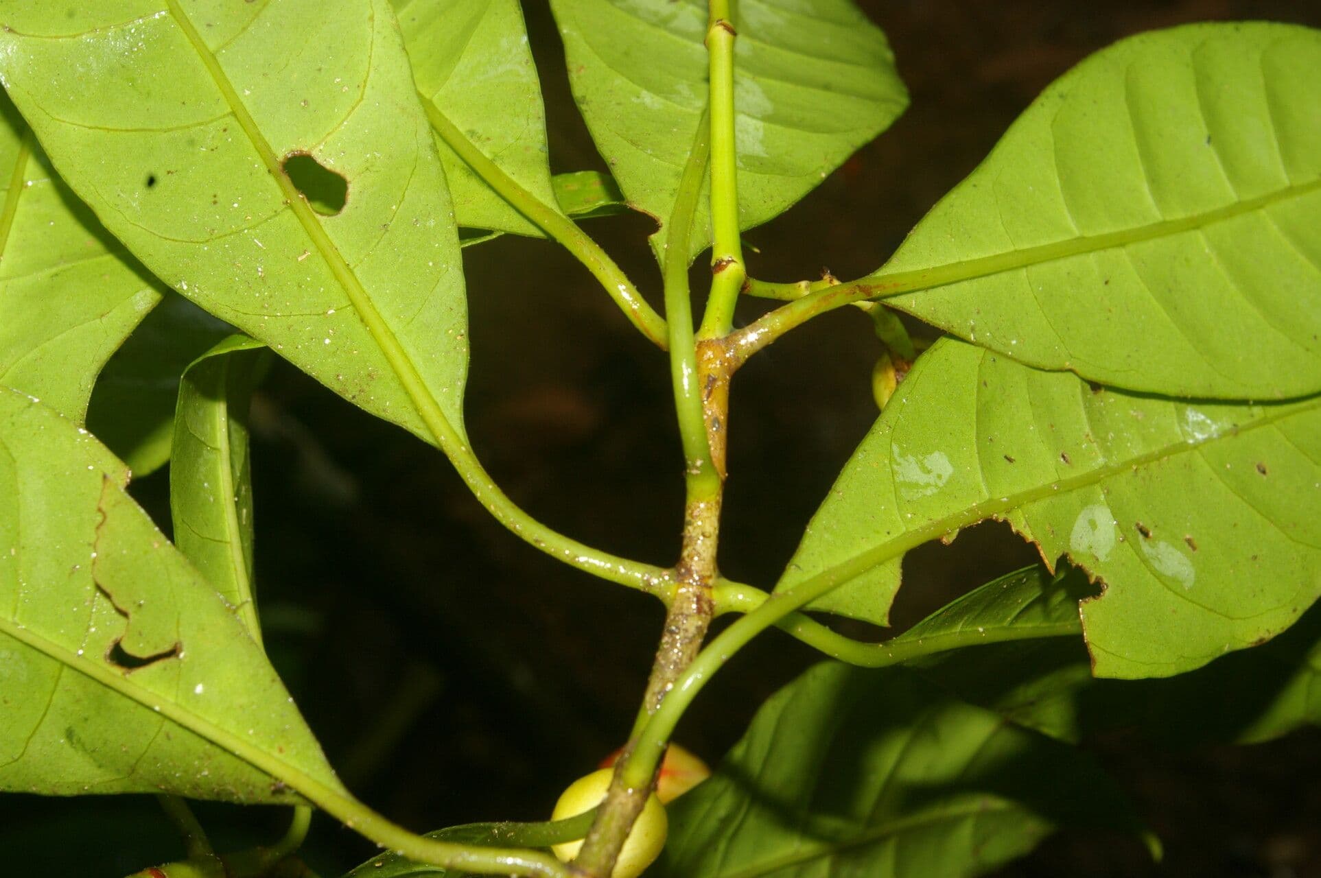 Chrysochlamys glauca 15