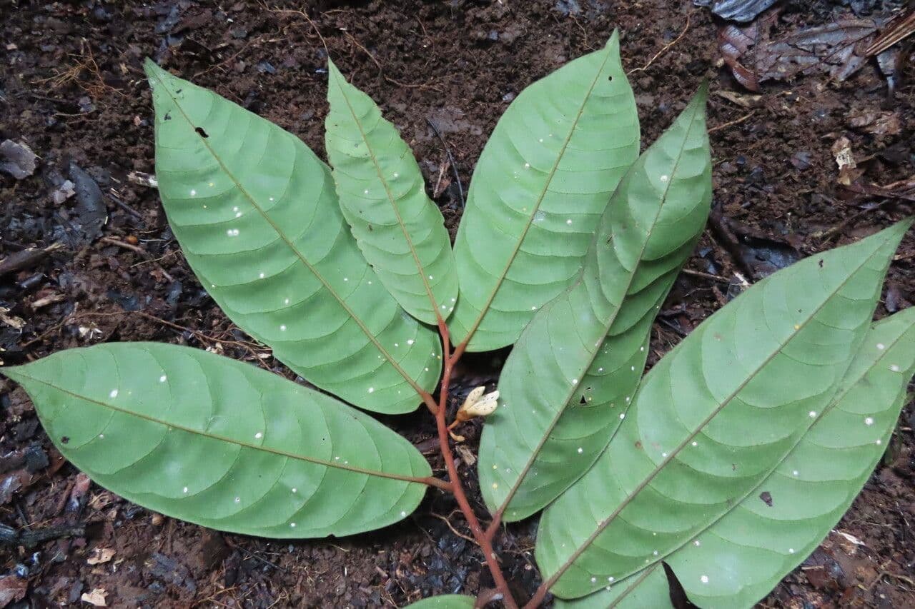 Dickblättrige Anaxagorea 10