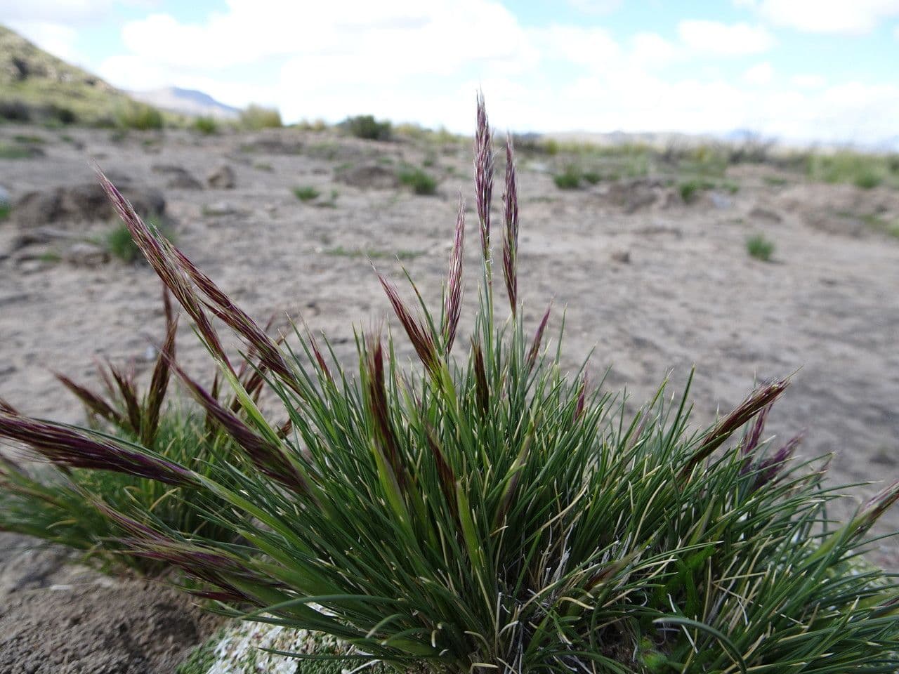 Aristida comune 13