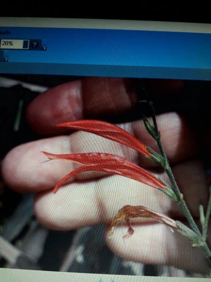 Dicliptera sexangularis 2